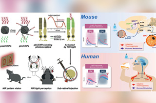 光感受调控生命过程机制研究