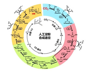 从二氧化碳到淀粉的人工合成