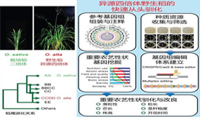 找回水稻“祖先”基因 有助培育更优秀的水稻品种