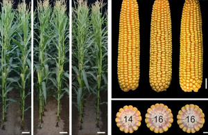 我国科学家发现玉米和水稻增产关键基因
