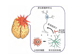 发现星形胶质细胞多巴胺D2受体通过αB晶状体蛋白抑制神经炎症