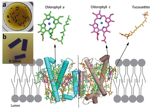 破解藻类水下光合作用的蛋白结构和功能