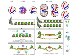 揭示人类遗传物质传递的关键步骤