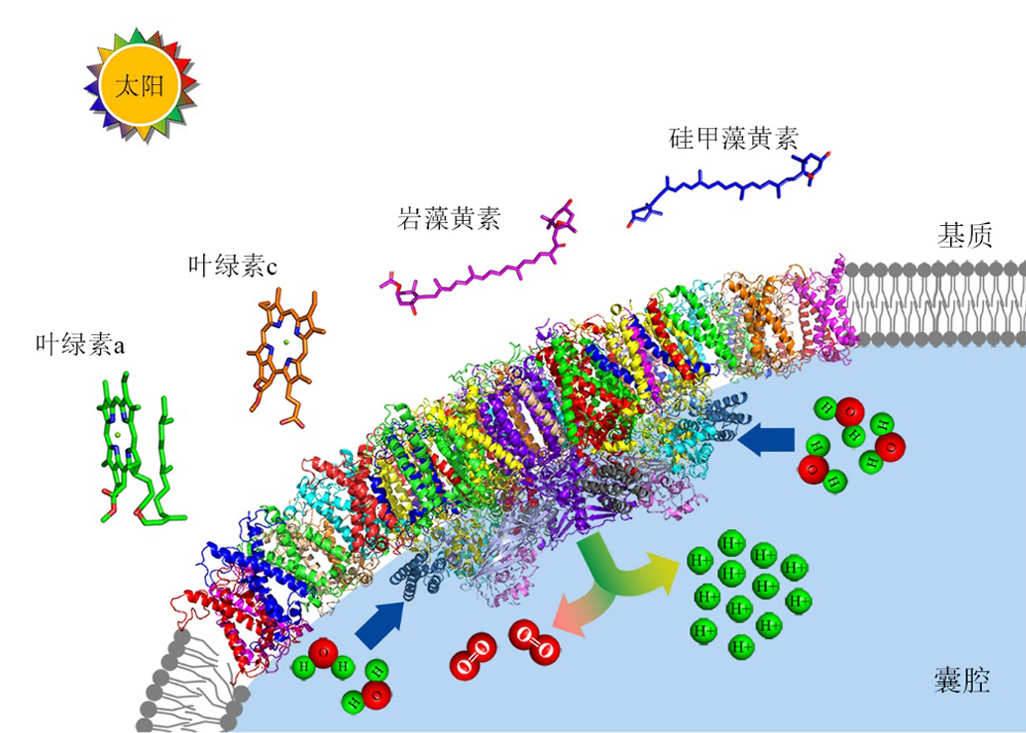 我国科学家解析“奇葩”光合物种硅藻捕光新机制