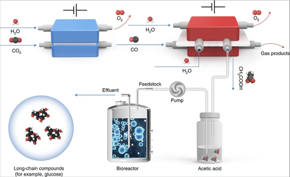 科学家实现二氧化碳还原合成葡萄糖和脂肪酸