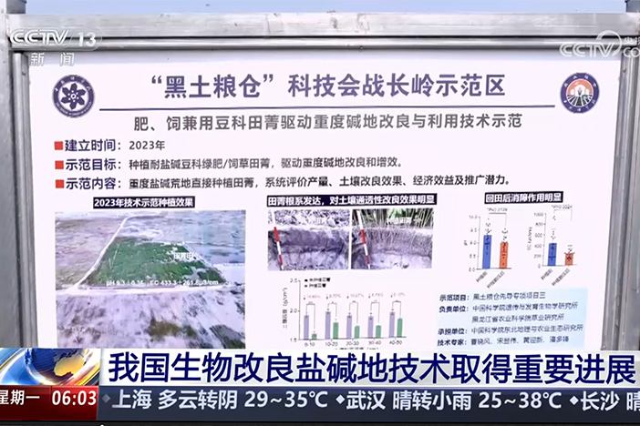 【朝闻天下】我国生物改良盐碱地技术取得重要进展